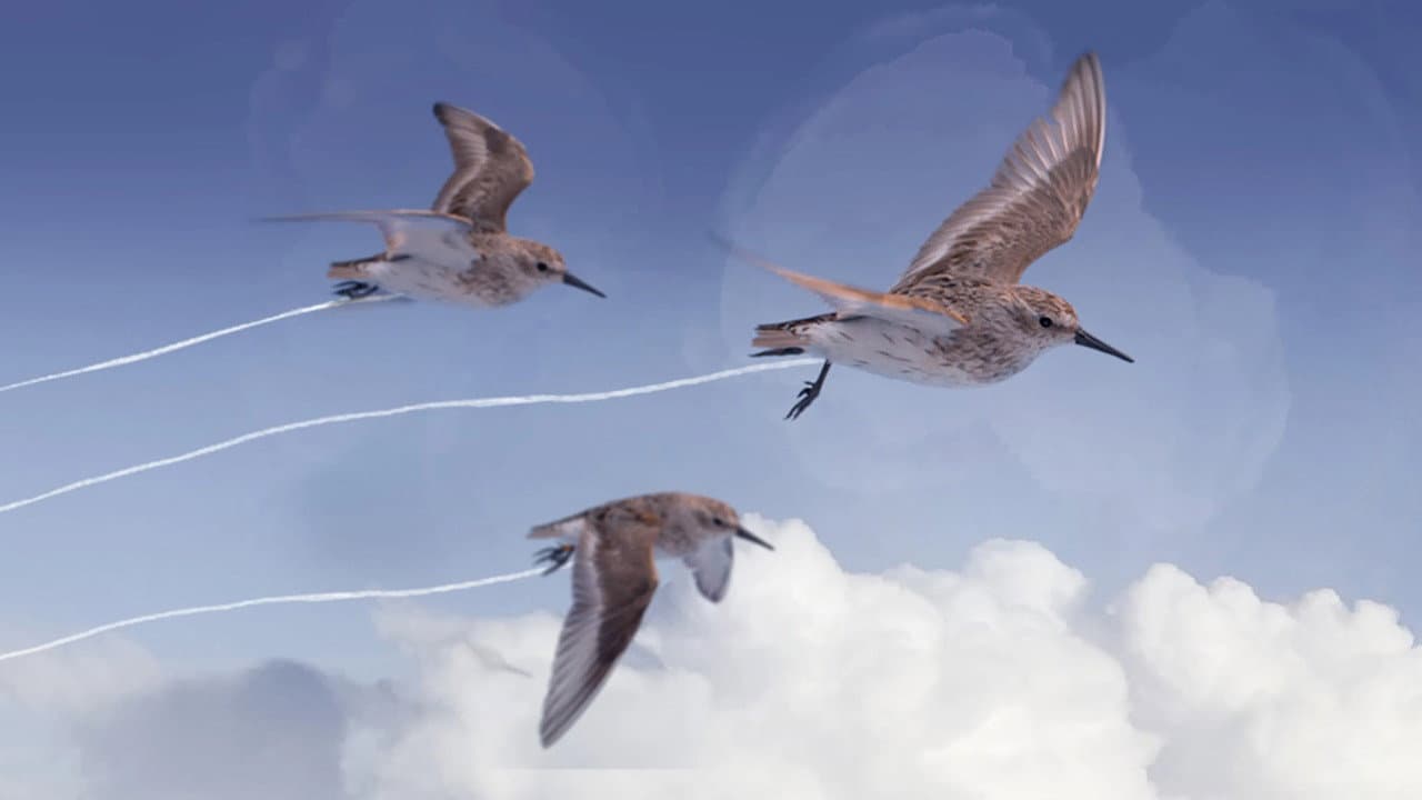 Backdrop – Die wundersame Reise der Watvögel