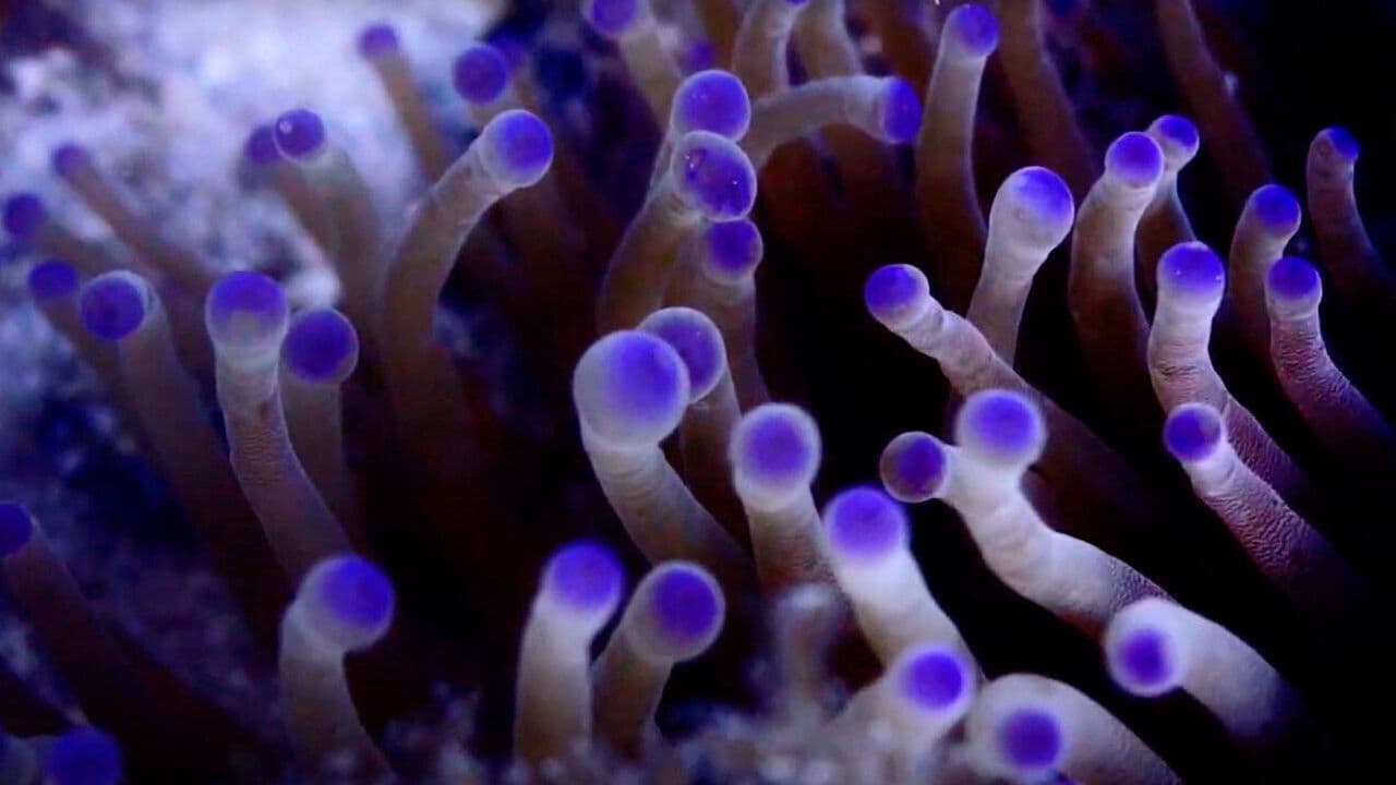 Backdrop – Pueblos de Arrecife