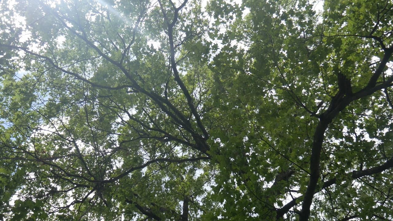 Backdrop – Angry Bark
