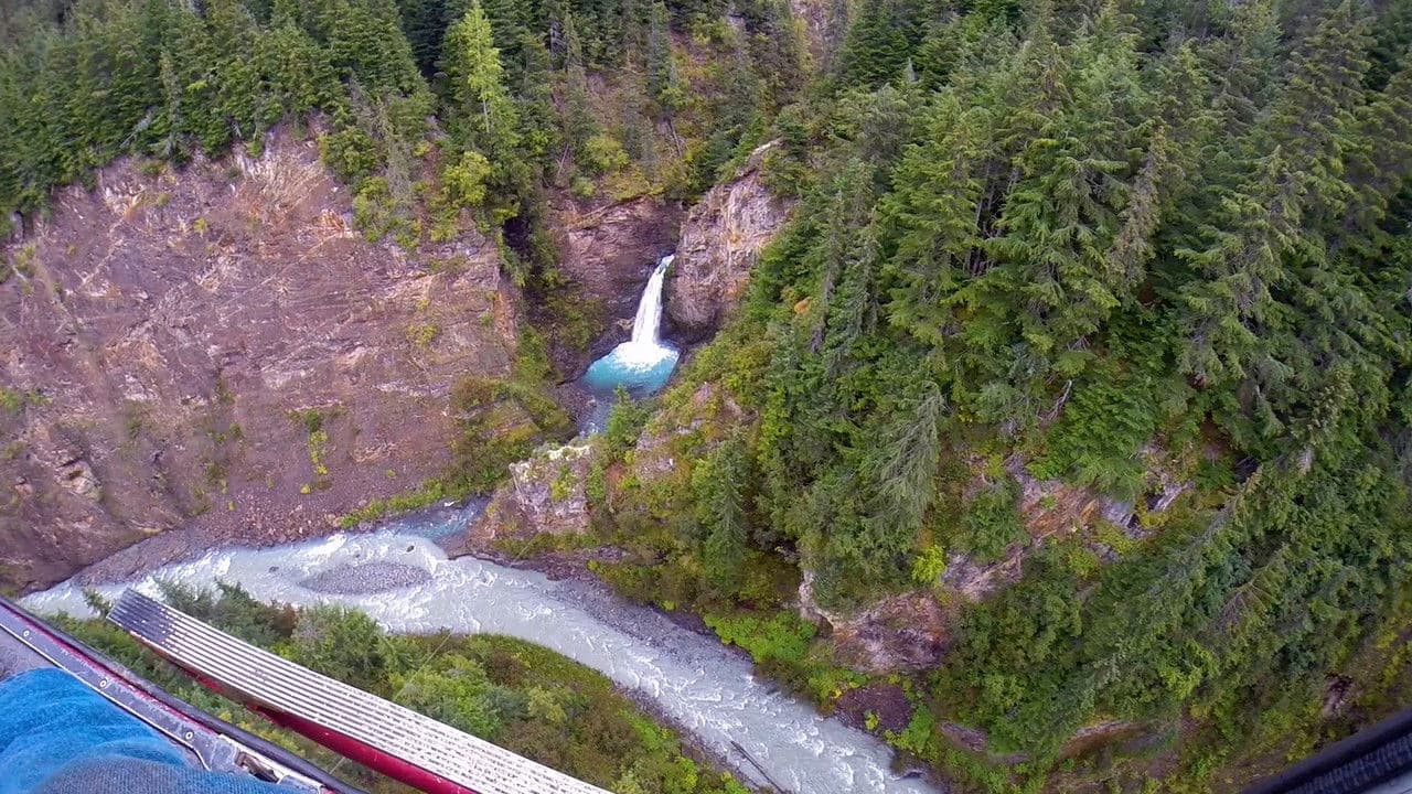 Backdrop – Gold Blooded