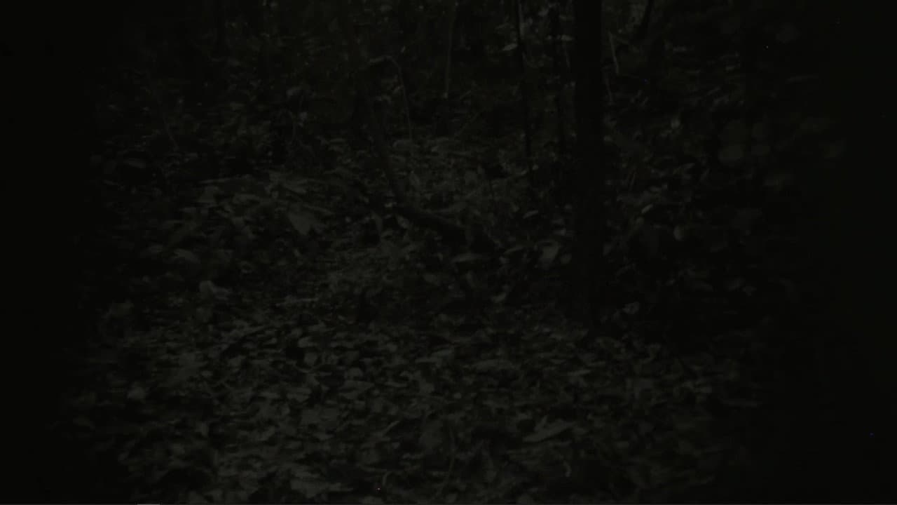 Backdrop – They Can Be Seen From A Distance
