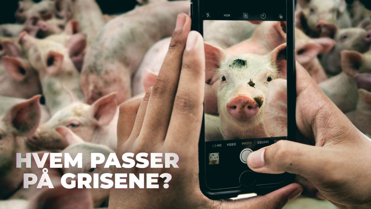 Backdrop – Hvem passer på grisene?