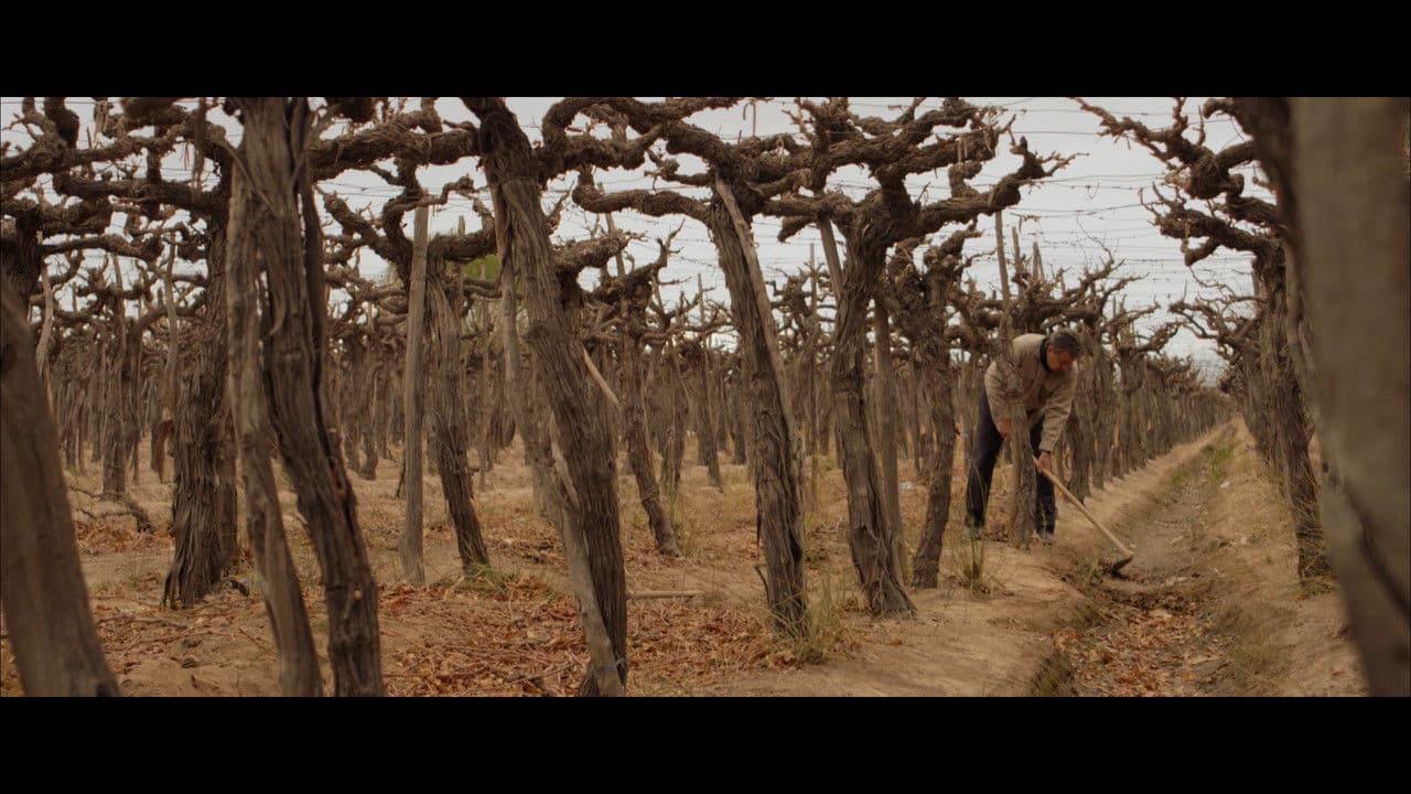 Backdrop – Tierra Yerma