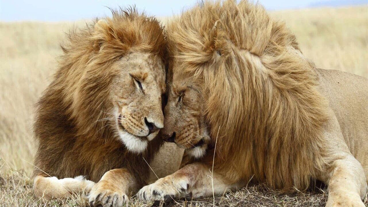 Backdrop – Second Nature: Gender and Sexuality in the Animal World