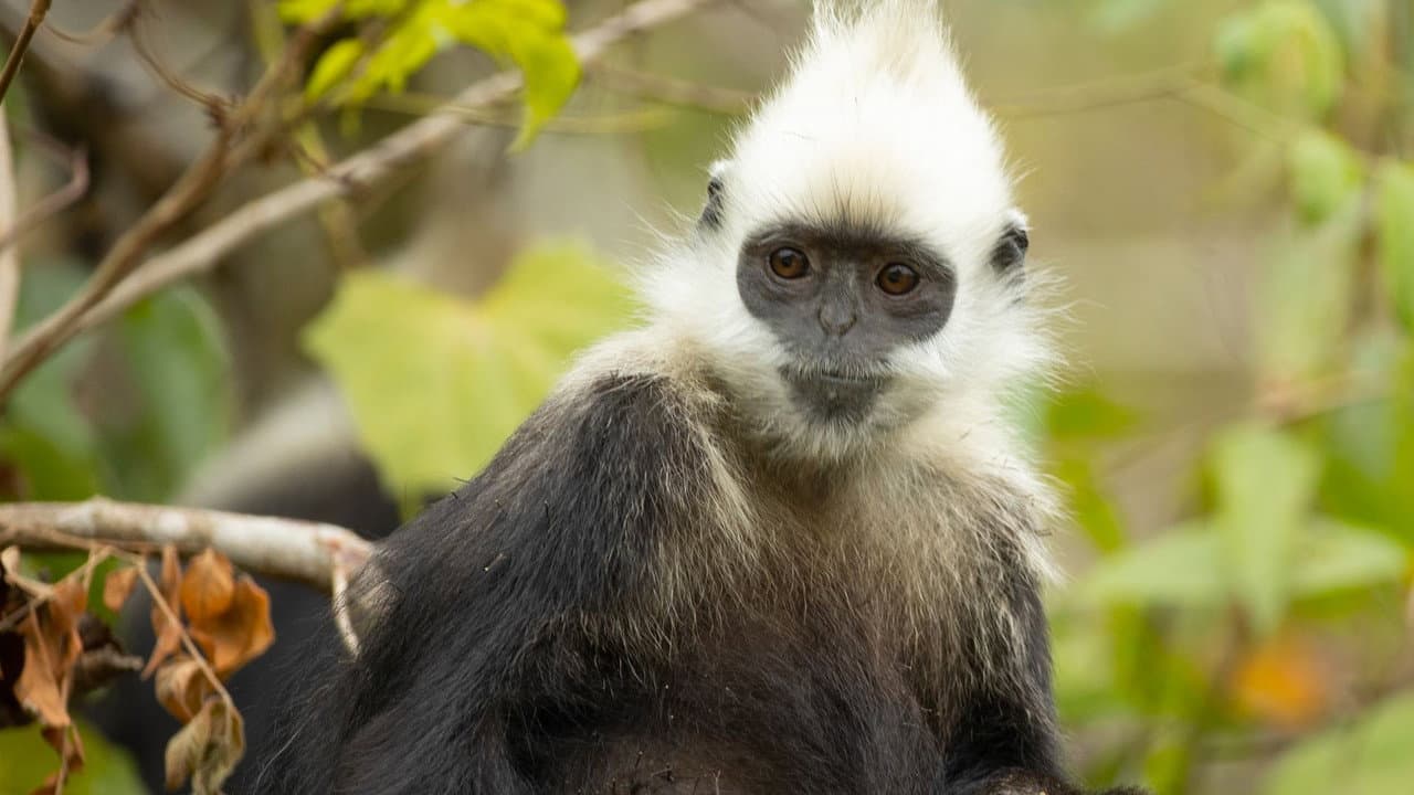 Backdrop – China's Secret Monkey Kingdom