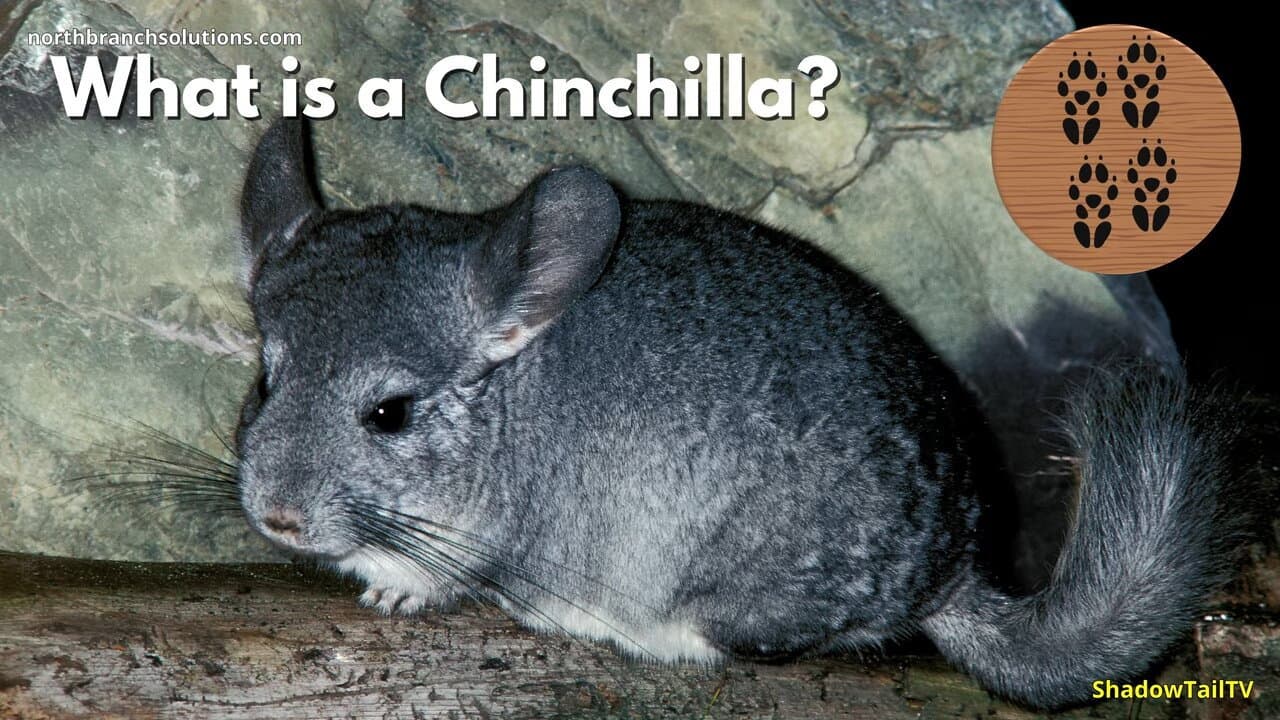 Backdrop – What is a Chinchilla, Really?