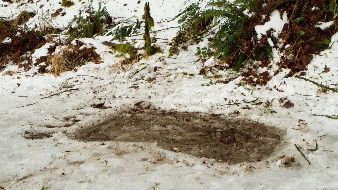 Backdrop – Bigfoot - Die Legende lebt