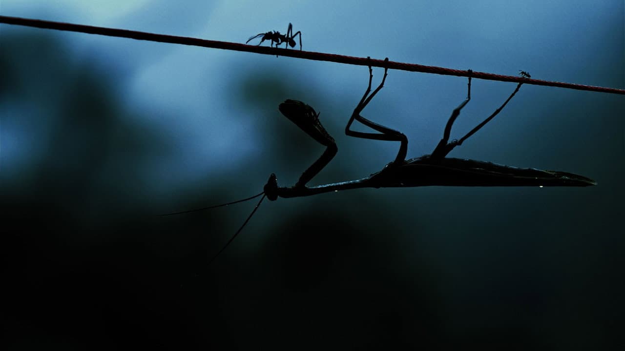 Backdrop – Insekten - Helden im Verborgenen