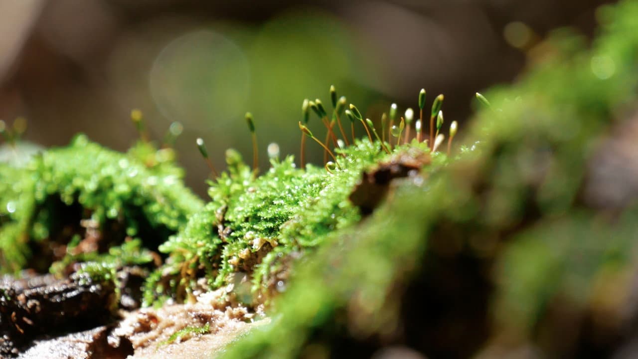 Backdrop – La Voz de la Barranca