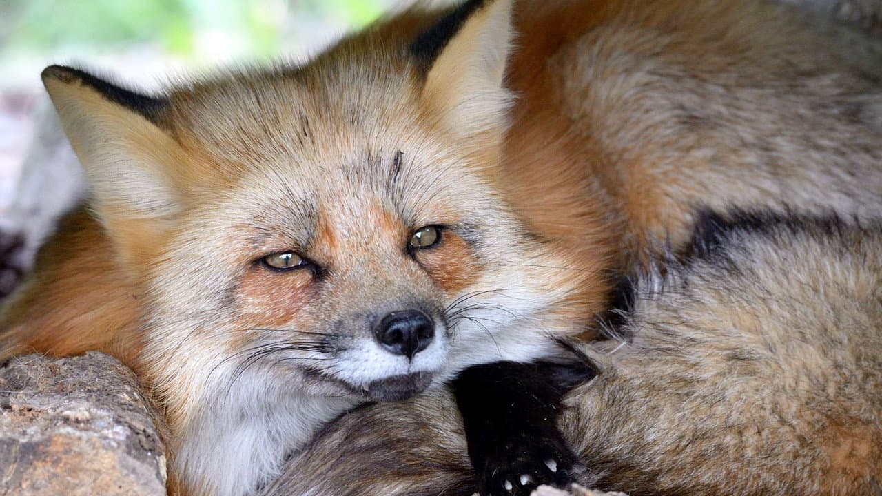 Backdrop – A Wild Fox Life