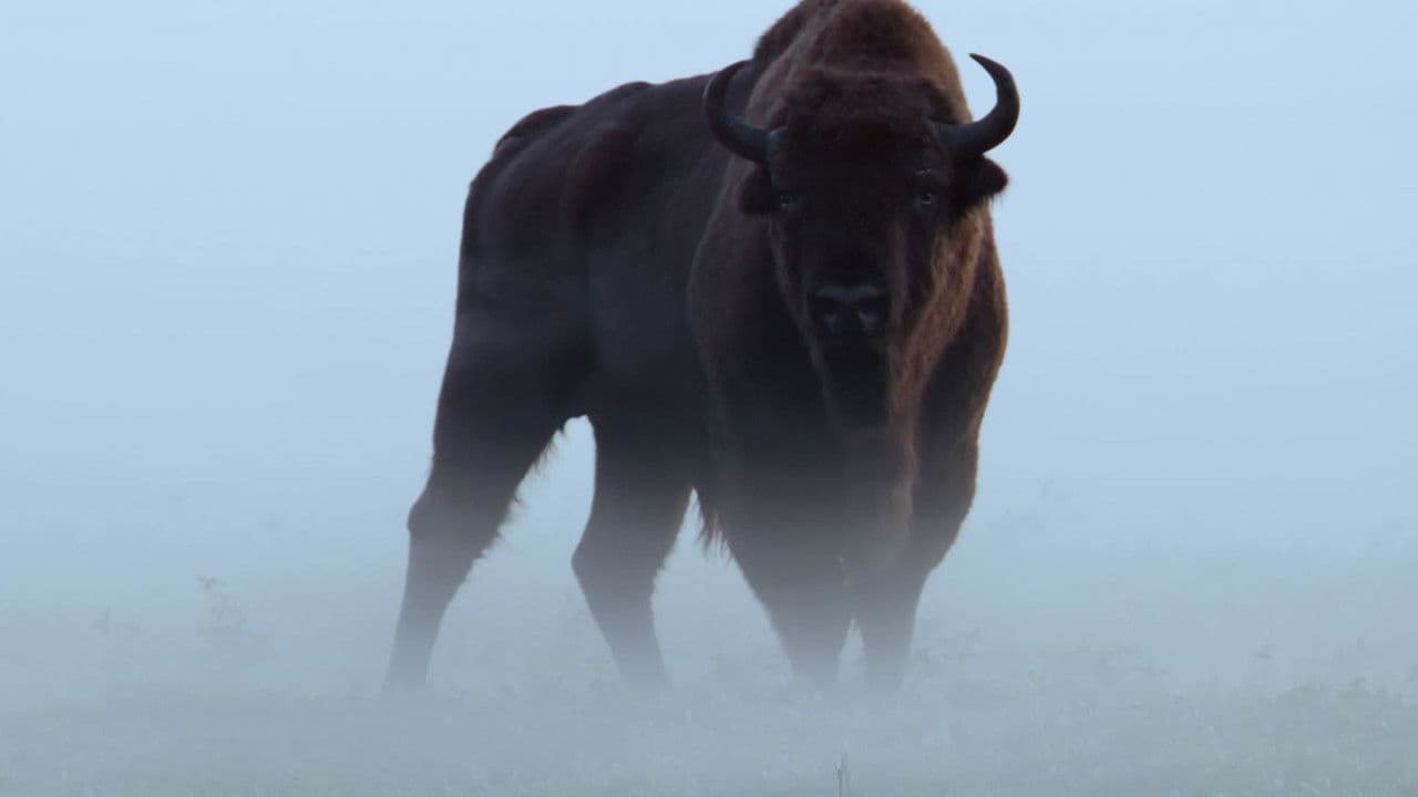 Backdrop – Le Bison d'Europe, colosse de la forêt