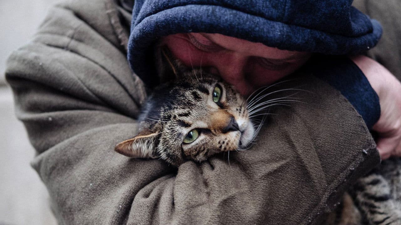 Backdrop – Cat Daddies - Freunde für sieben Leben