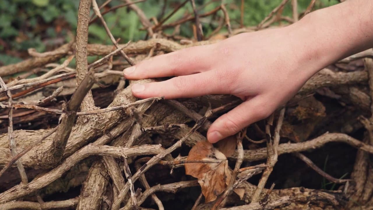 Backdrop – Wood Screw