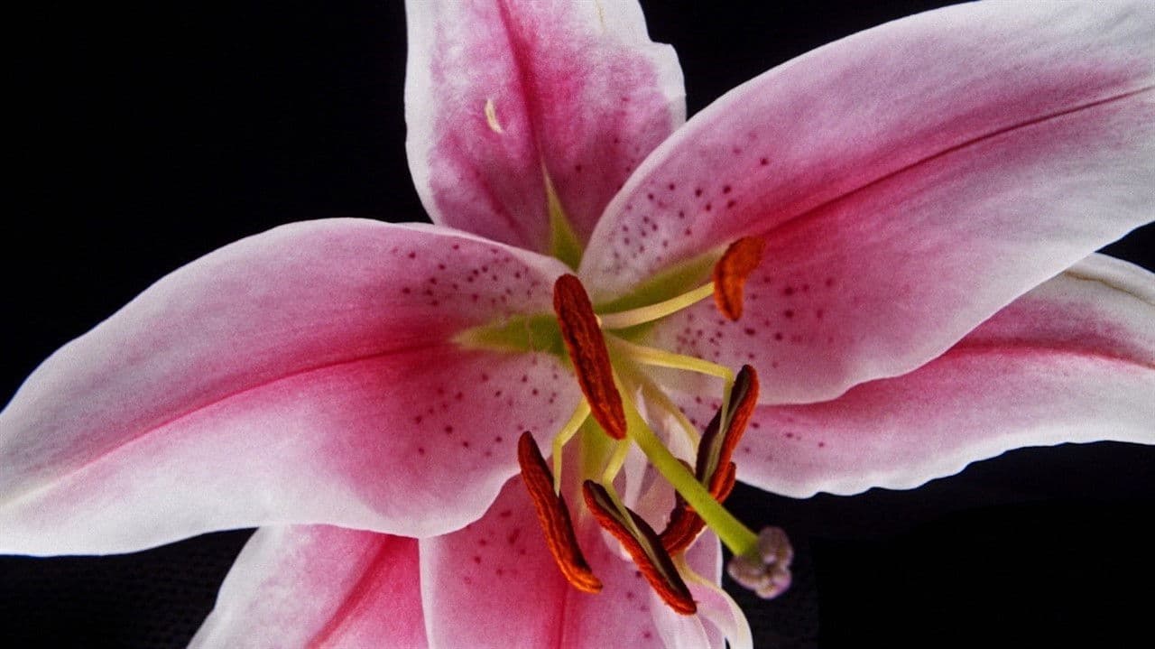 Backdrop – Algorithms of Beauty