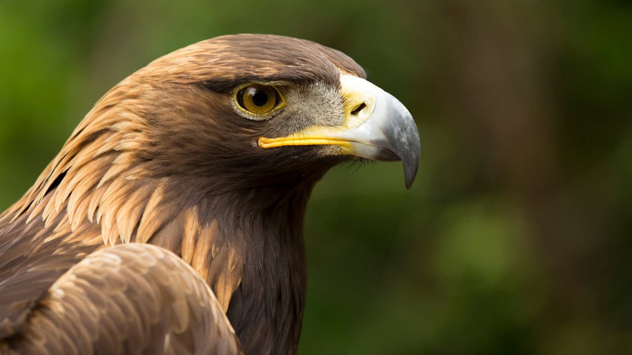 Backdrop – Eagle Power
