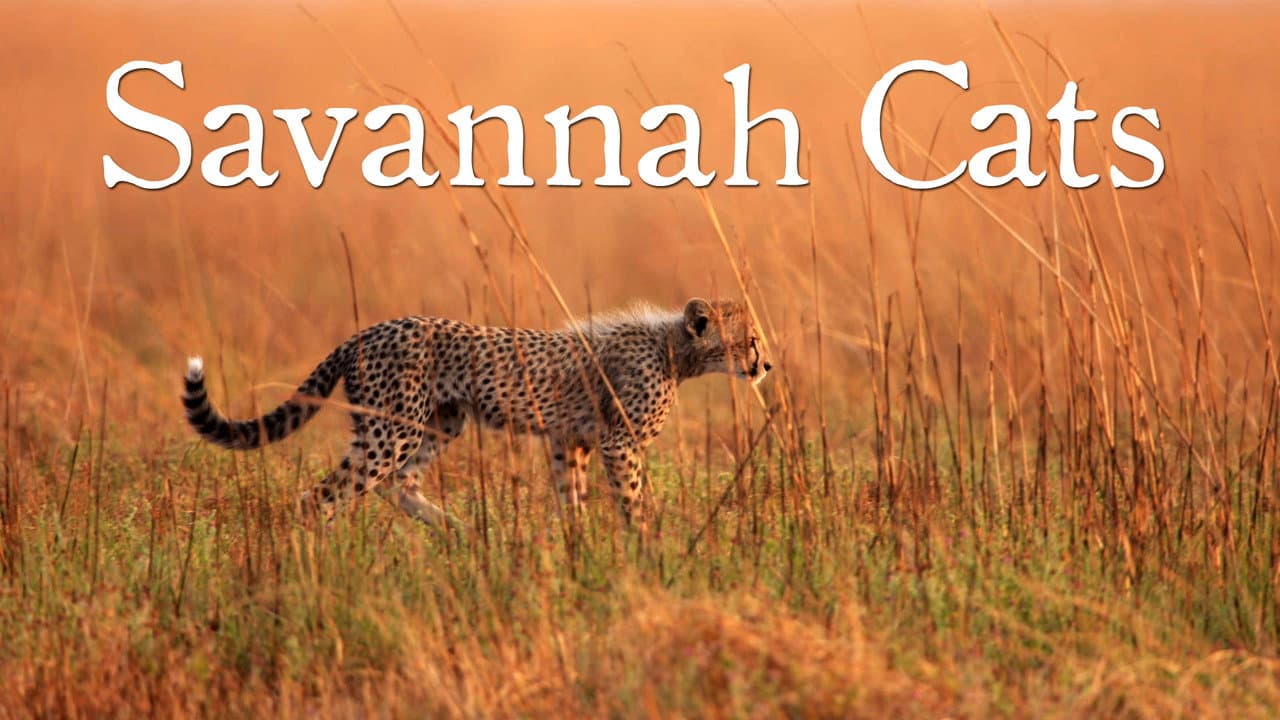 Backdrop – Savannah Cats