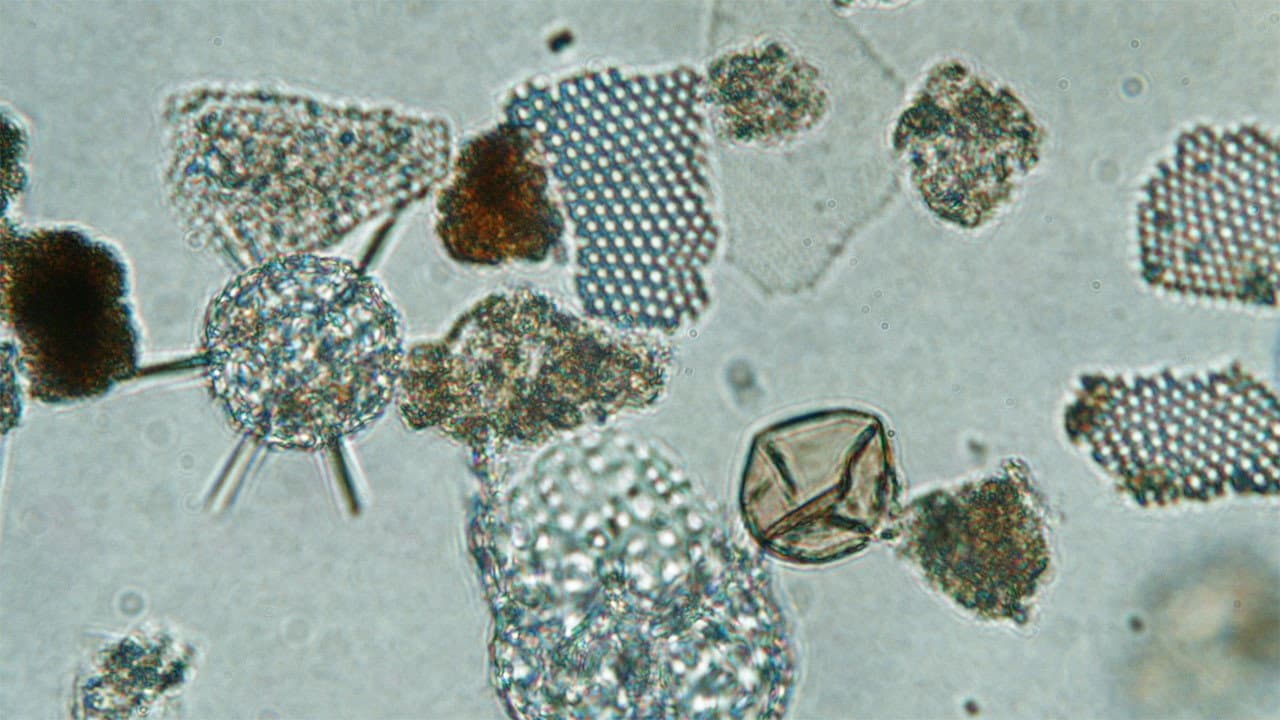 Backdrop – Ballast Balade pour dinoflagellés