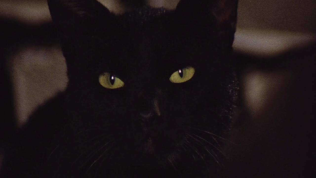 Backdrop – Die schwarze Katze