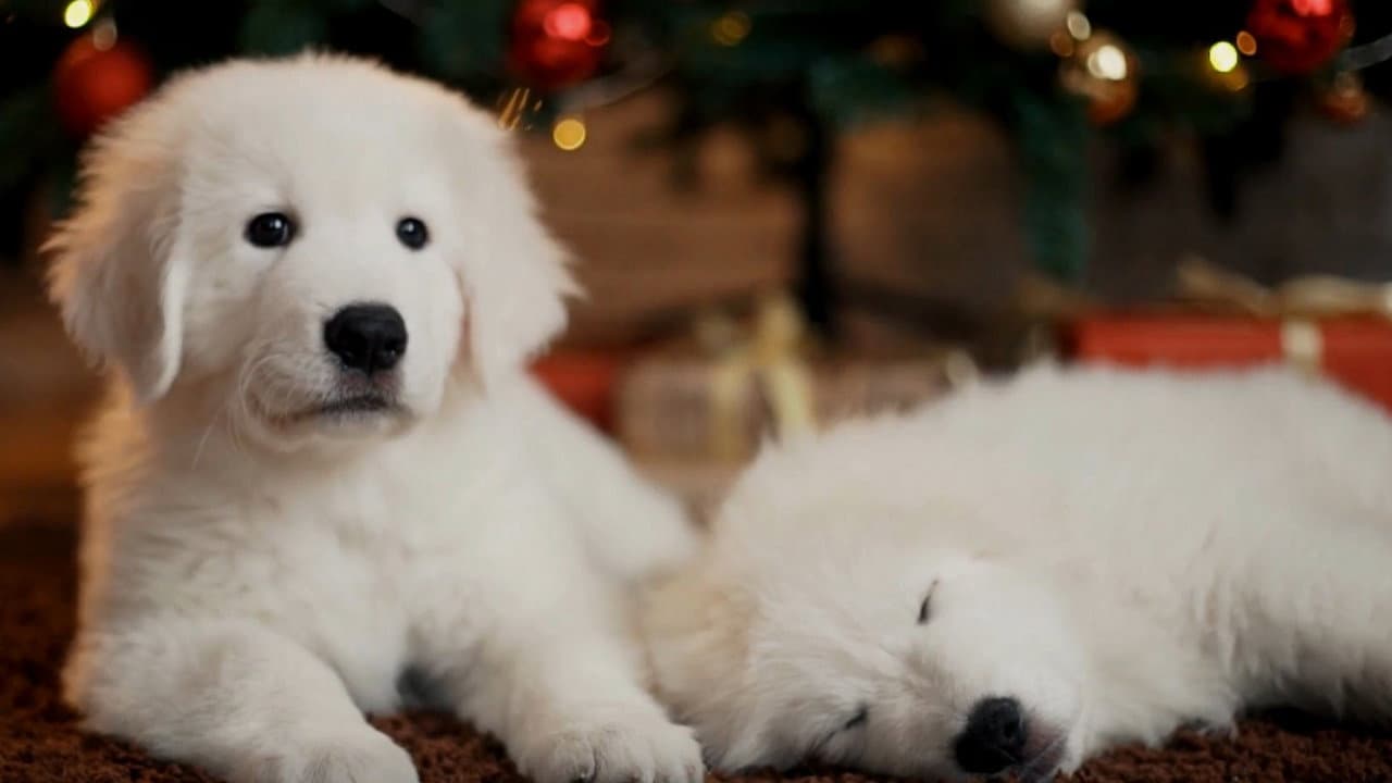 Backdrop – Christmas Puppies