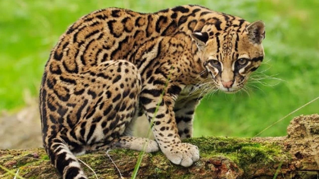 Backdrop – Joker, The Amiable Ocelot