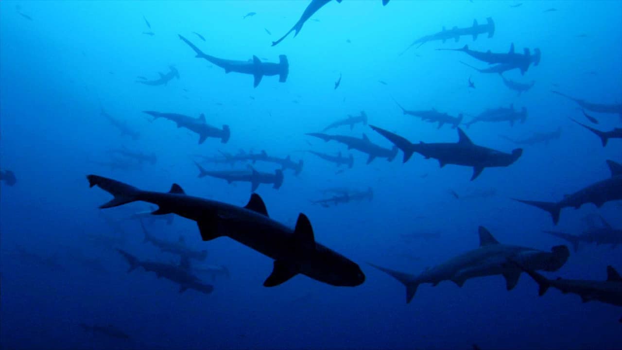Backdrop – Sharkwater - Wenn Haie sterben