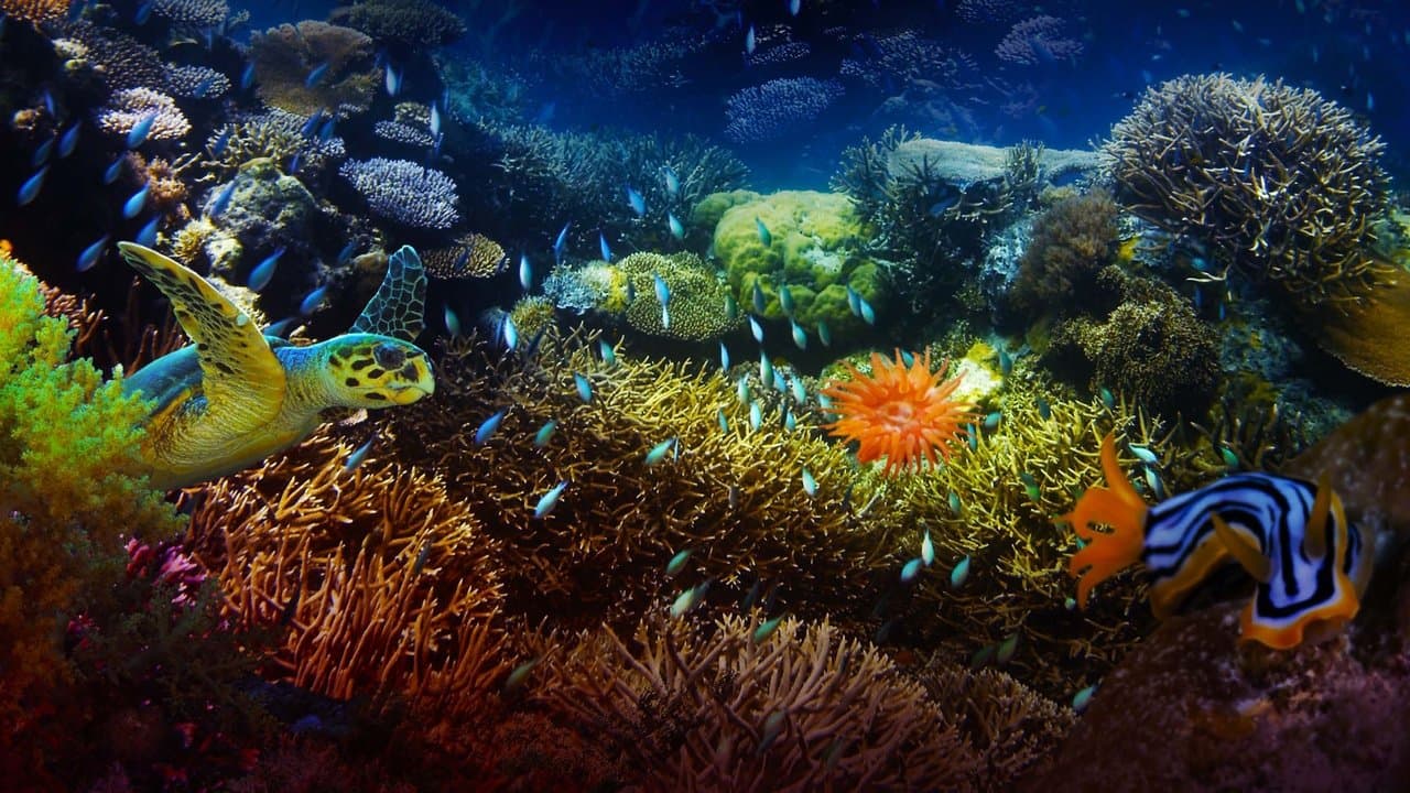 Backdrop – The Last Reef