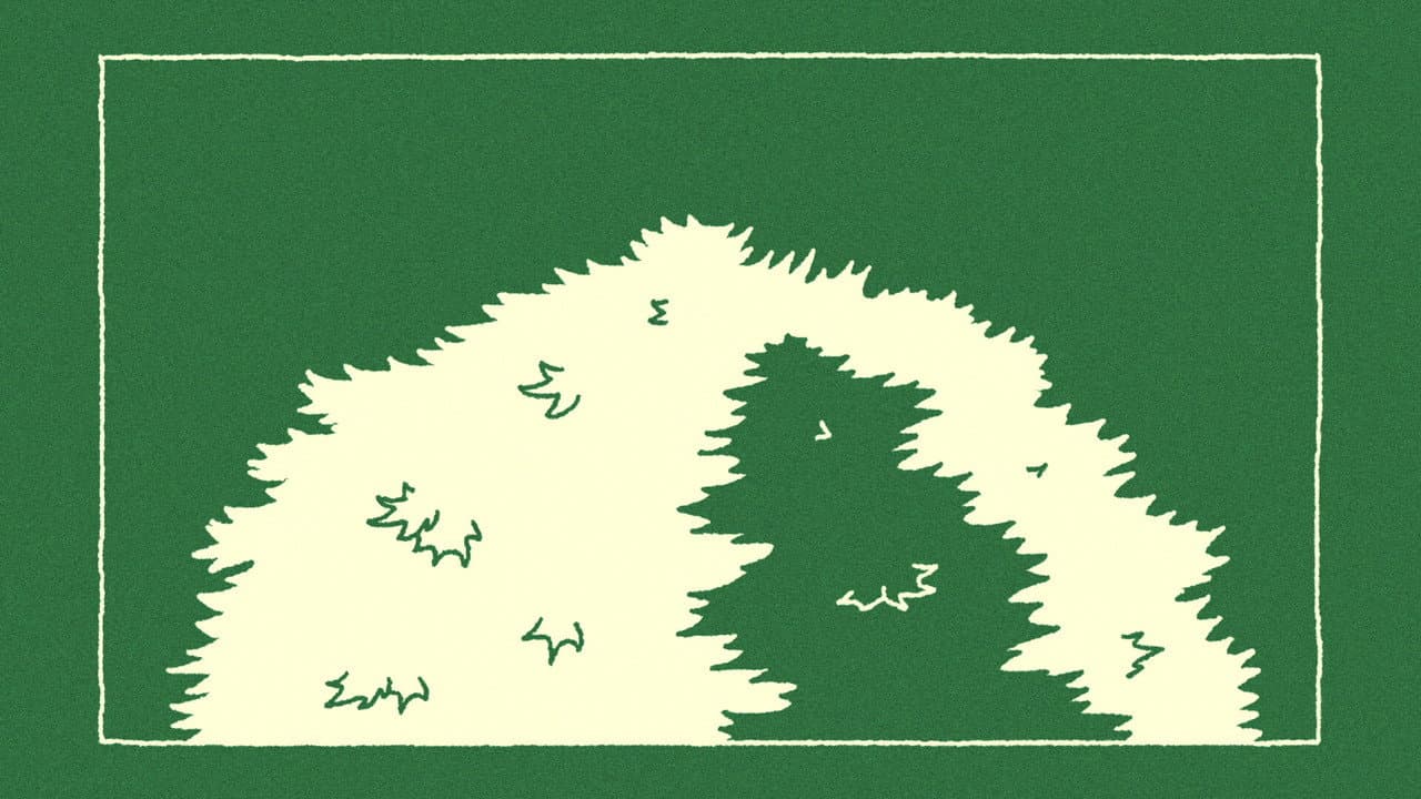 Backdrop – The Sycamore