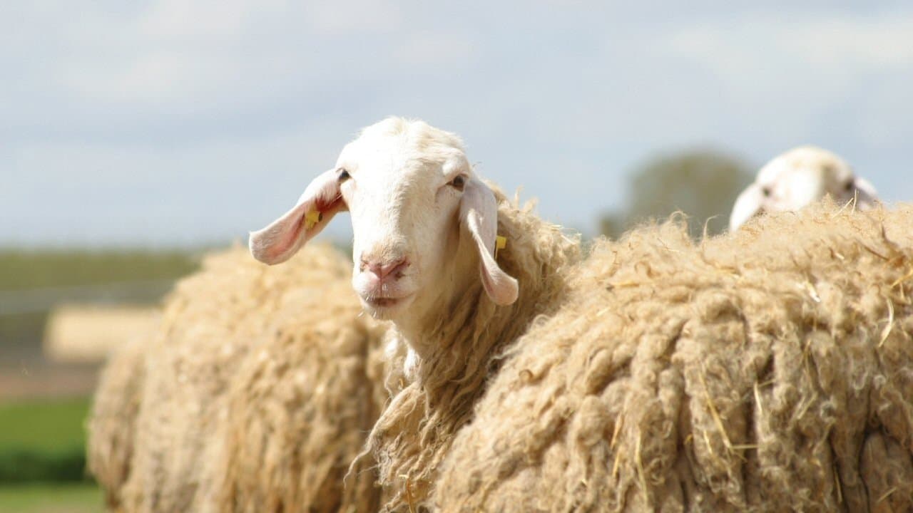 Backdrop – Sweetgrass