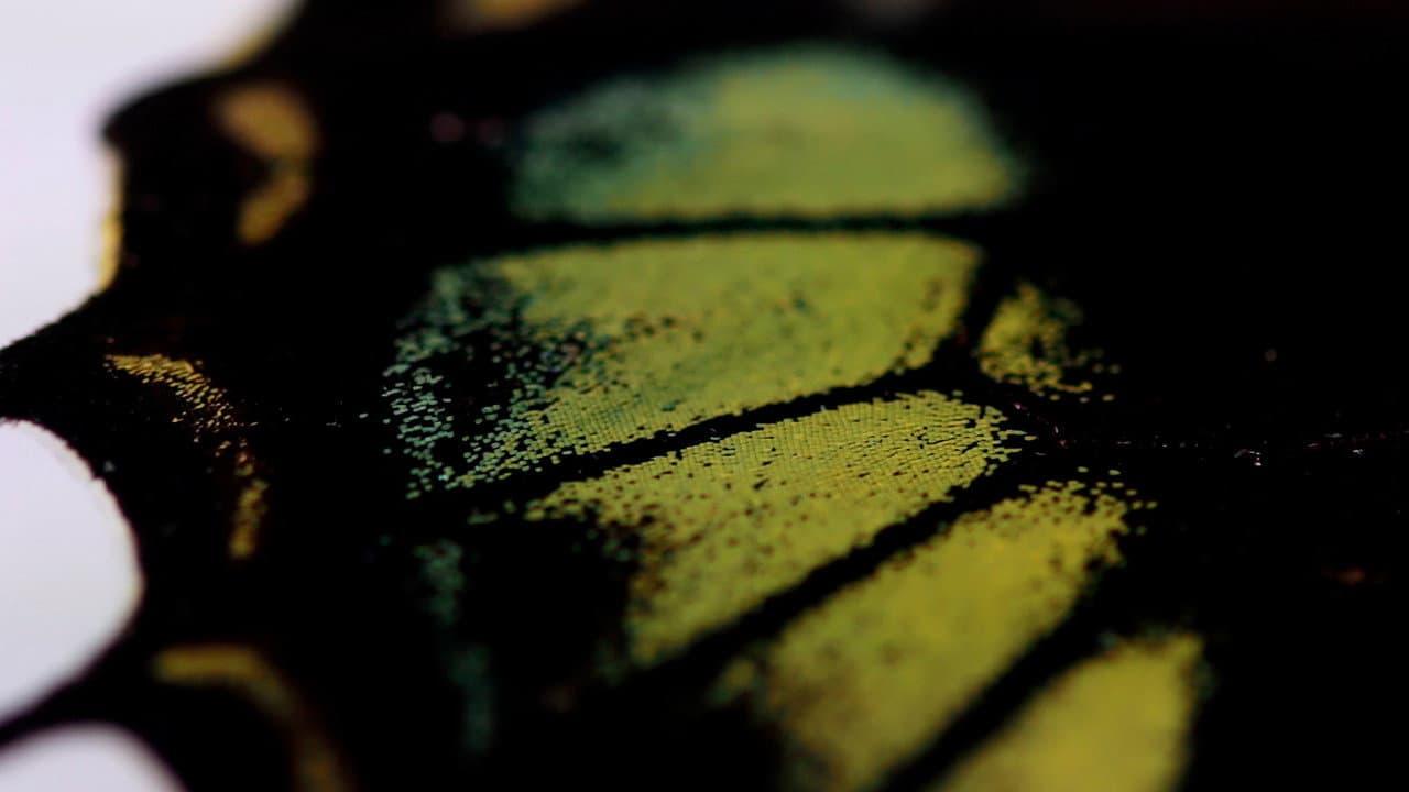 Backdrop – ¡Oh Mariposa! ¿Qué sueñas cuando agitas tus alas?