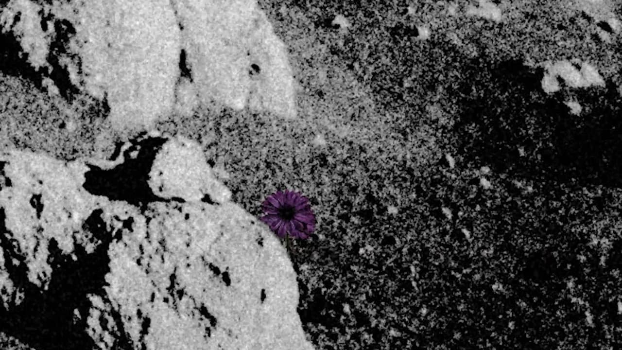 Backdrop – Do Flowers Grow on the Moon?
