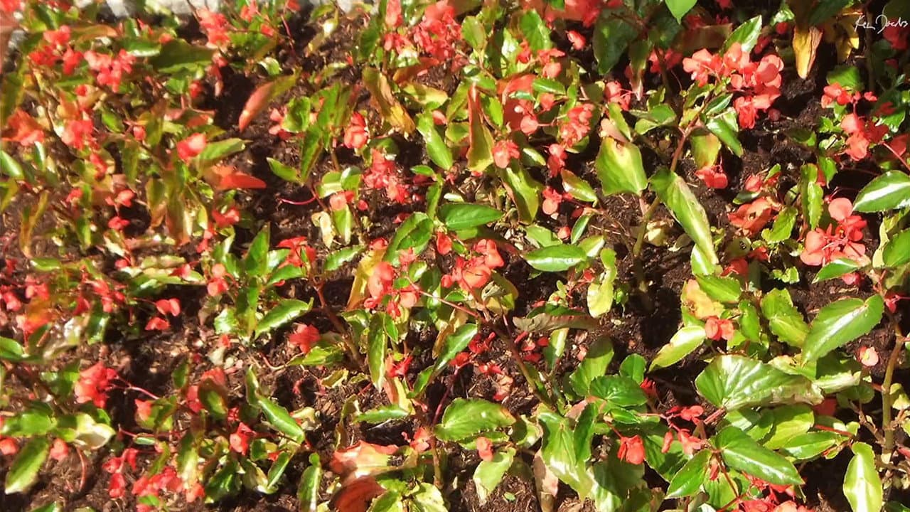 Backdrop – Red Green