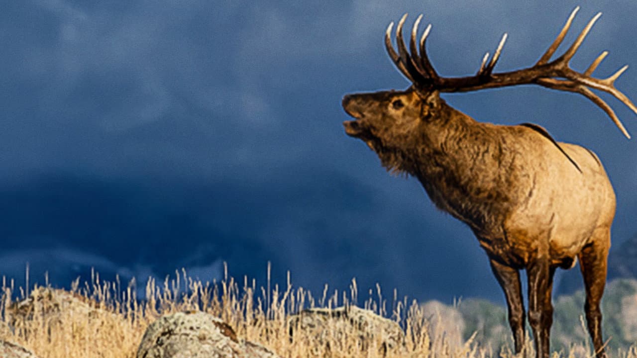 Backdrop – The Olympic Elk