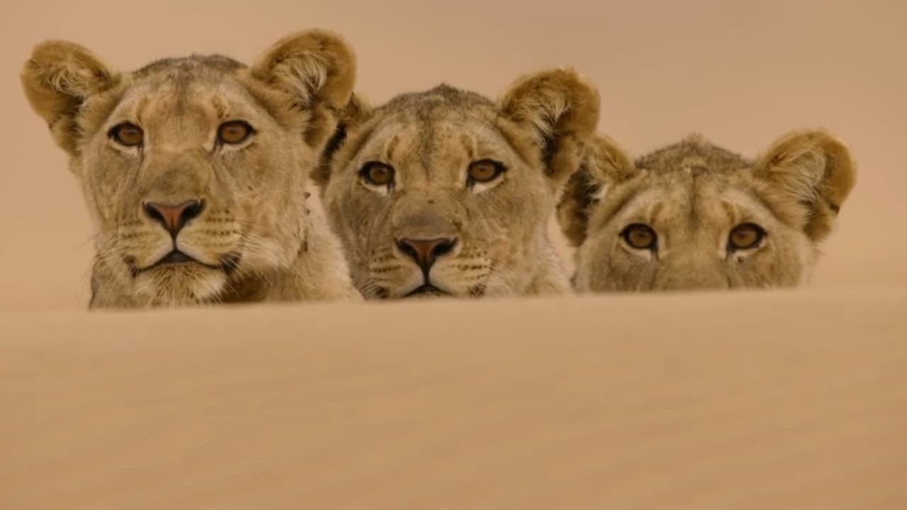 Backdrop – Die Wüstenlöwen der Namib - Aufbruch und Wiederkehr