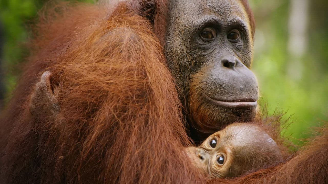 Backdrop – Red Ape: Saving the Orangutan