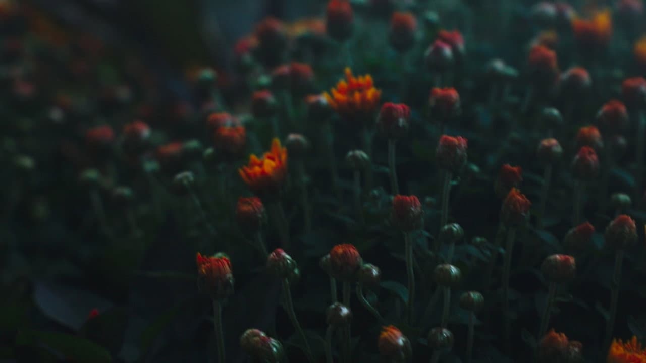 Backdrop – Echoes of the City