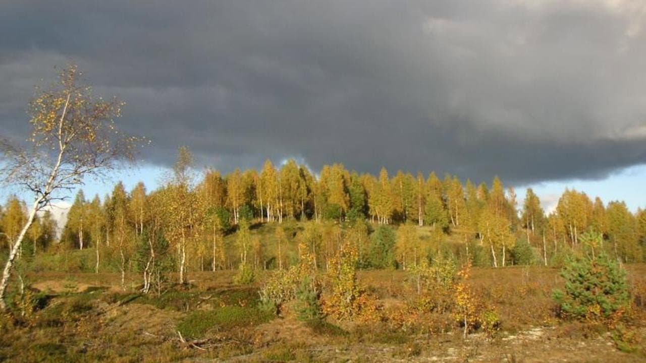 Backdrop – Sinimäed