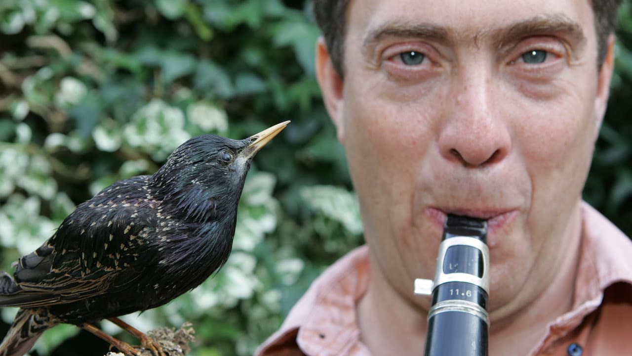 Backdrop – Why Birds Sing