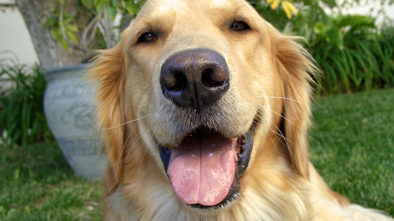 Backdrop – And Man Created Dog