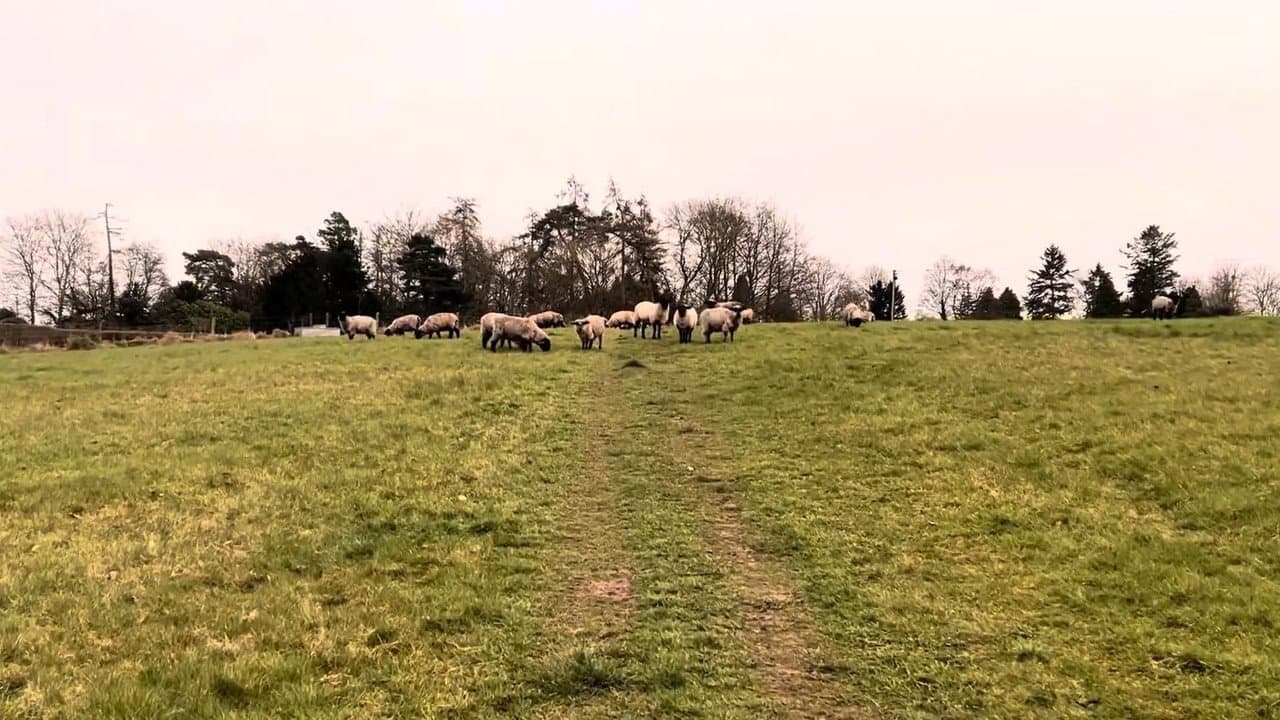 Backdrop – A Field of Sheep Part 2