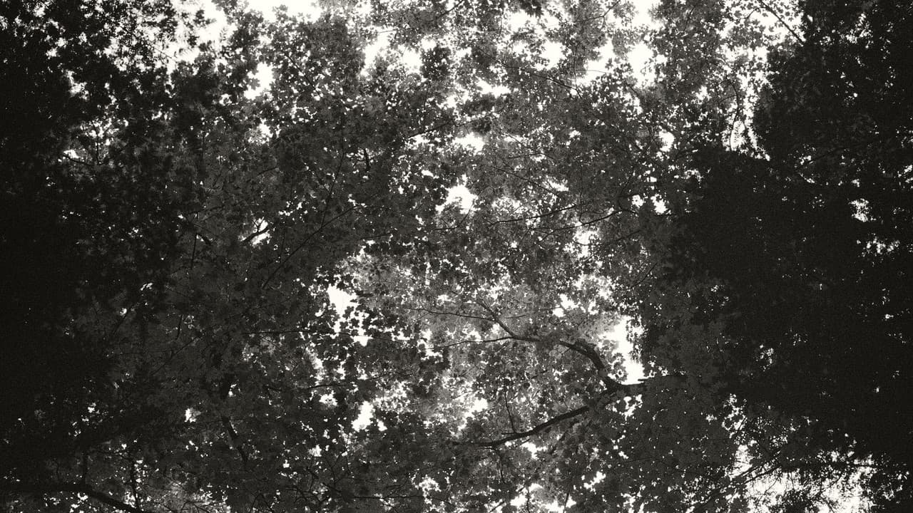 Backdrop – Idle Hours