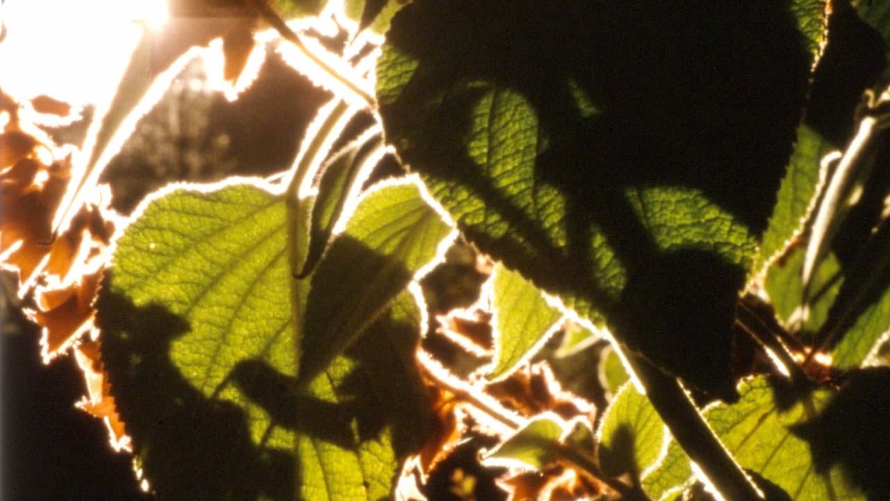 Backdrop – Ember Days