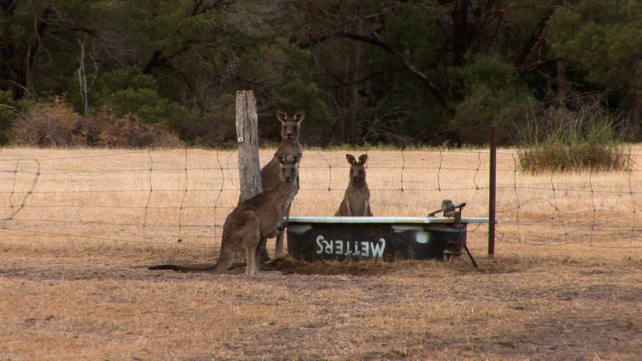Backdrop – Suzy & The Simple Man