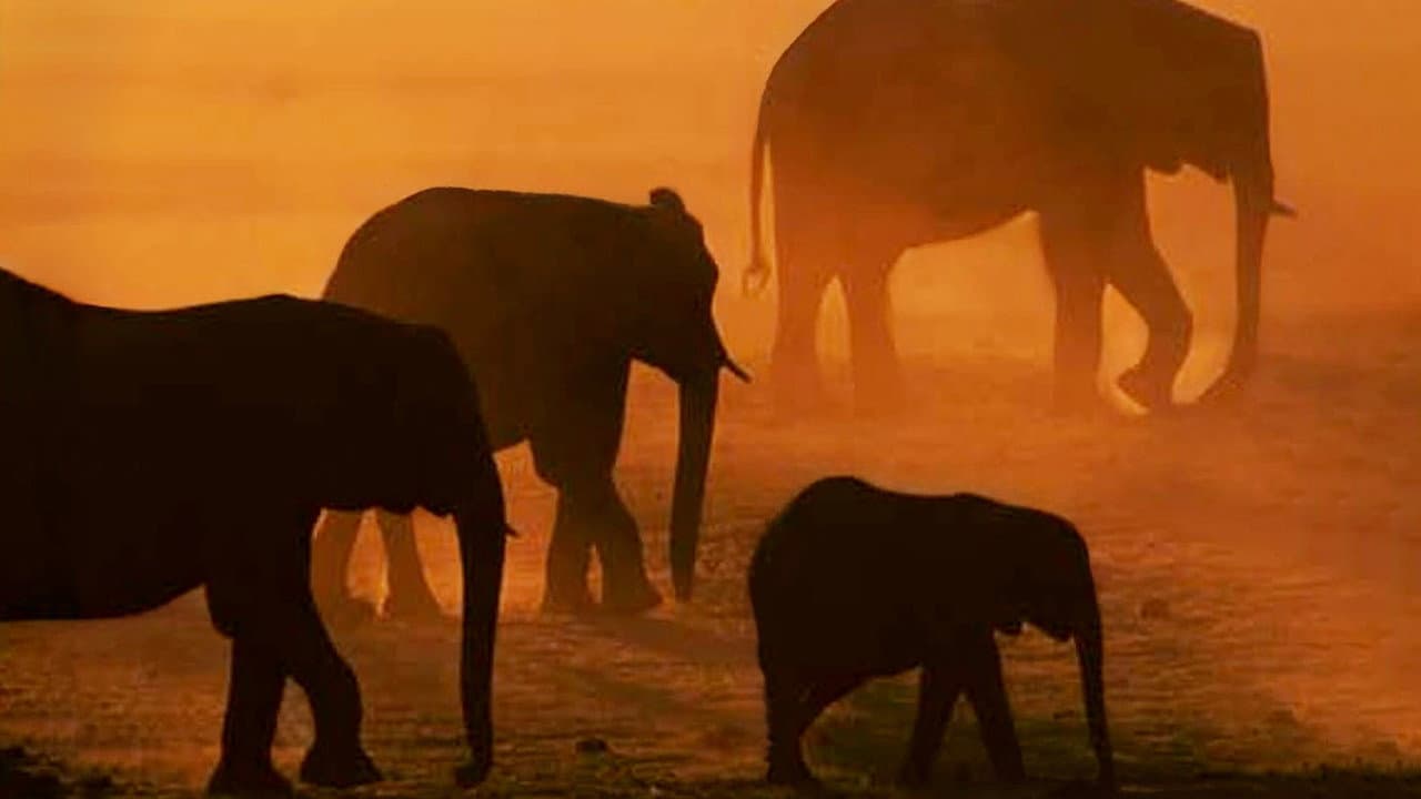 Backdrop – Disneynature: Migration