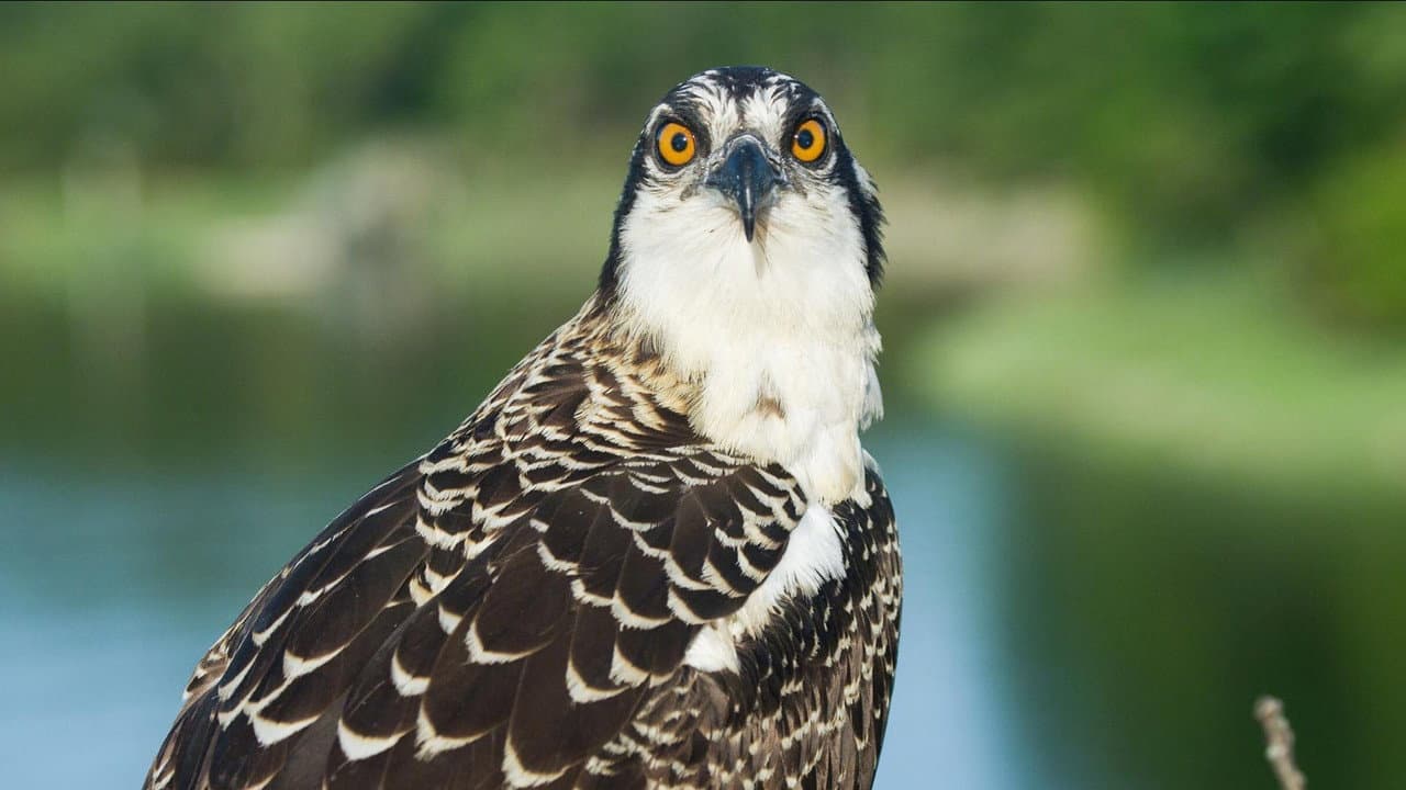 Backdrop – Season of the Osprey