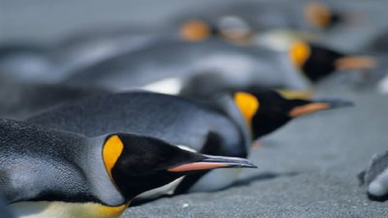 Backdrop – Penguins: The Story of the Bird that wanted to be Fish
