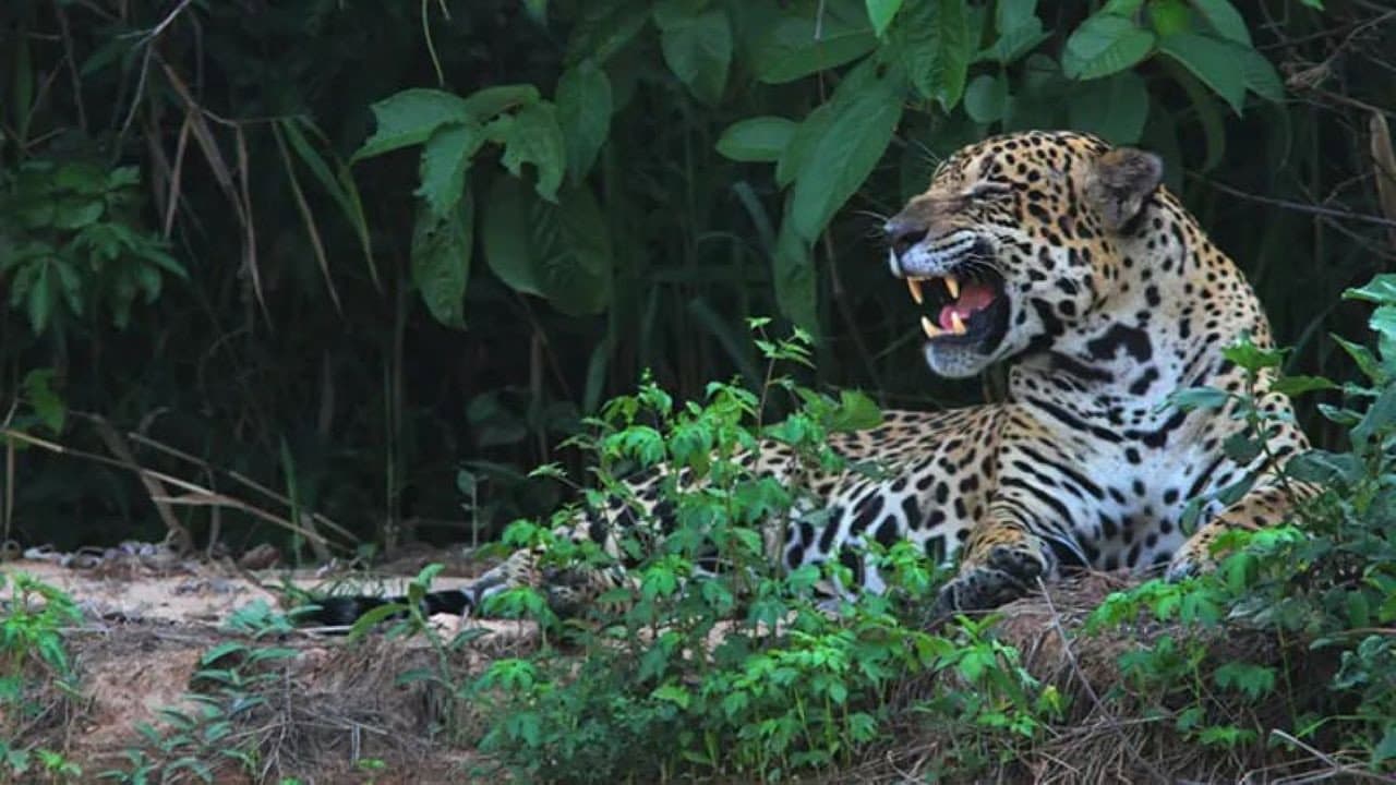 Backdrop – Yaguareté, la última frontera