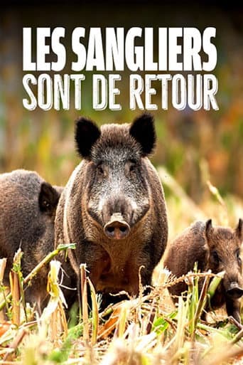 Les sangliers sont de retour