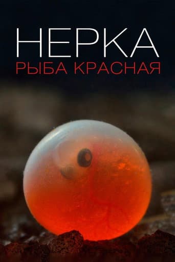 Нерка. Рыба красная