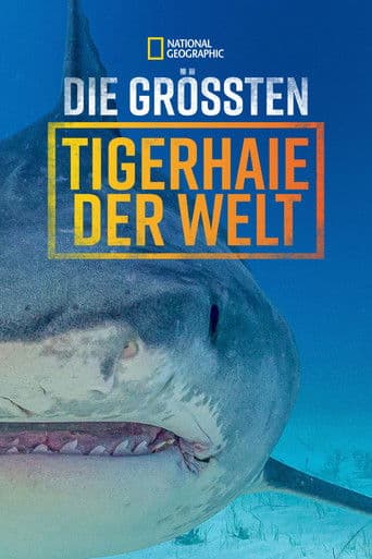 Die größten Tigerhaie der Welt