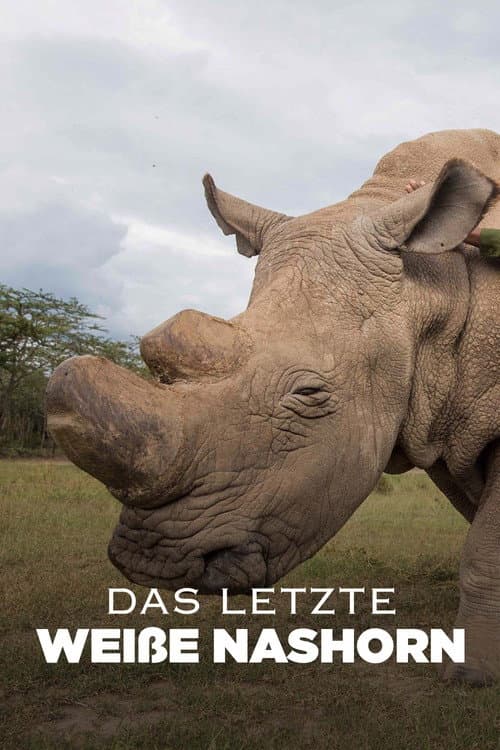 Das letzte Weiße Nashorn